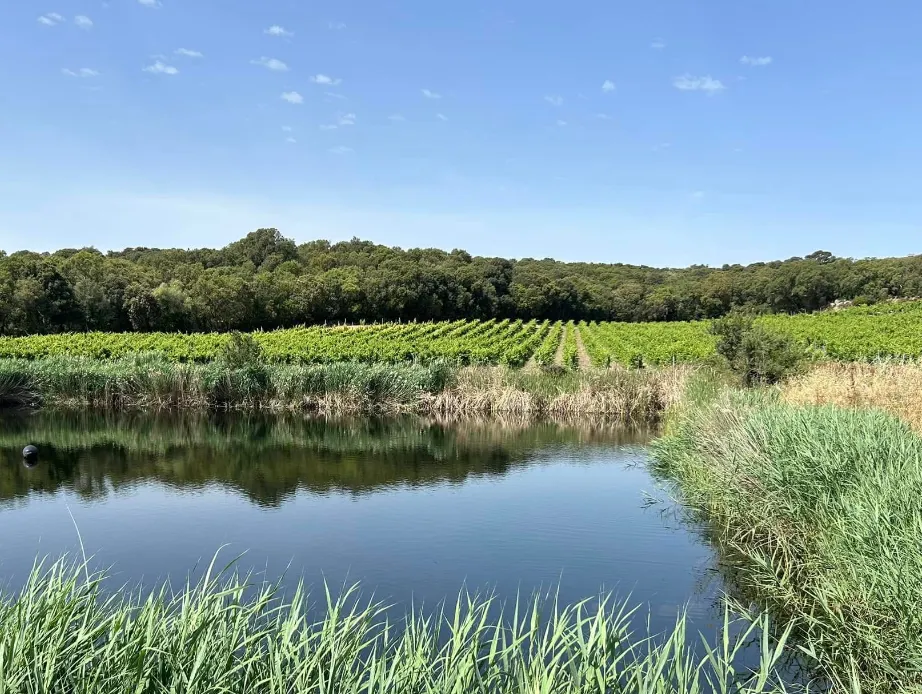 La vigna che si specchia nel lago